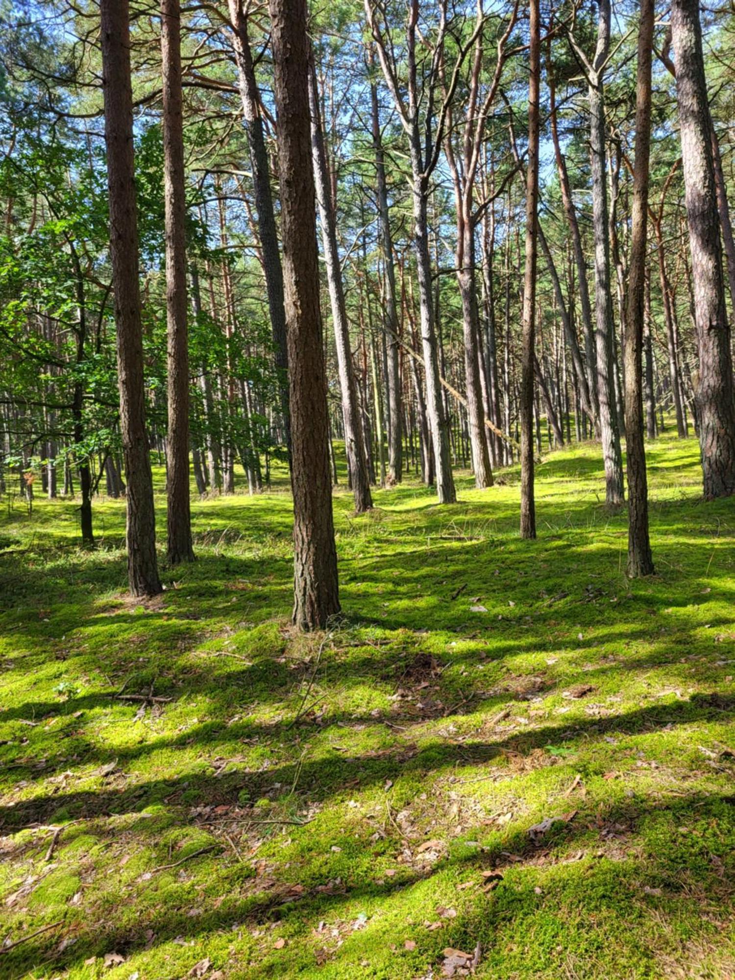 Apartamenty Promyk Wiselka Bagian luar foto