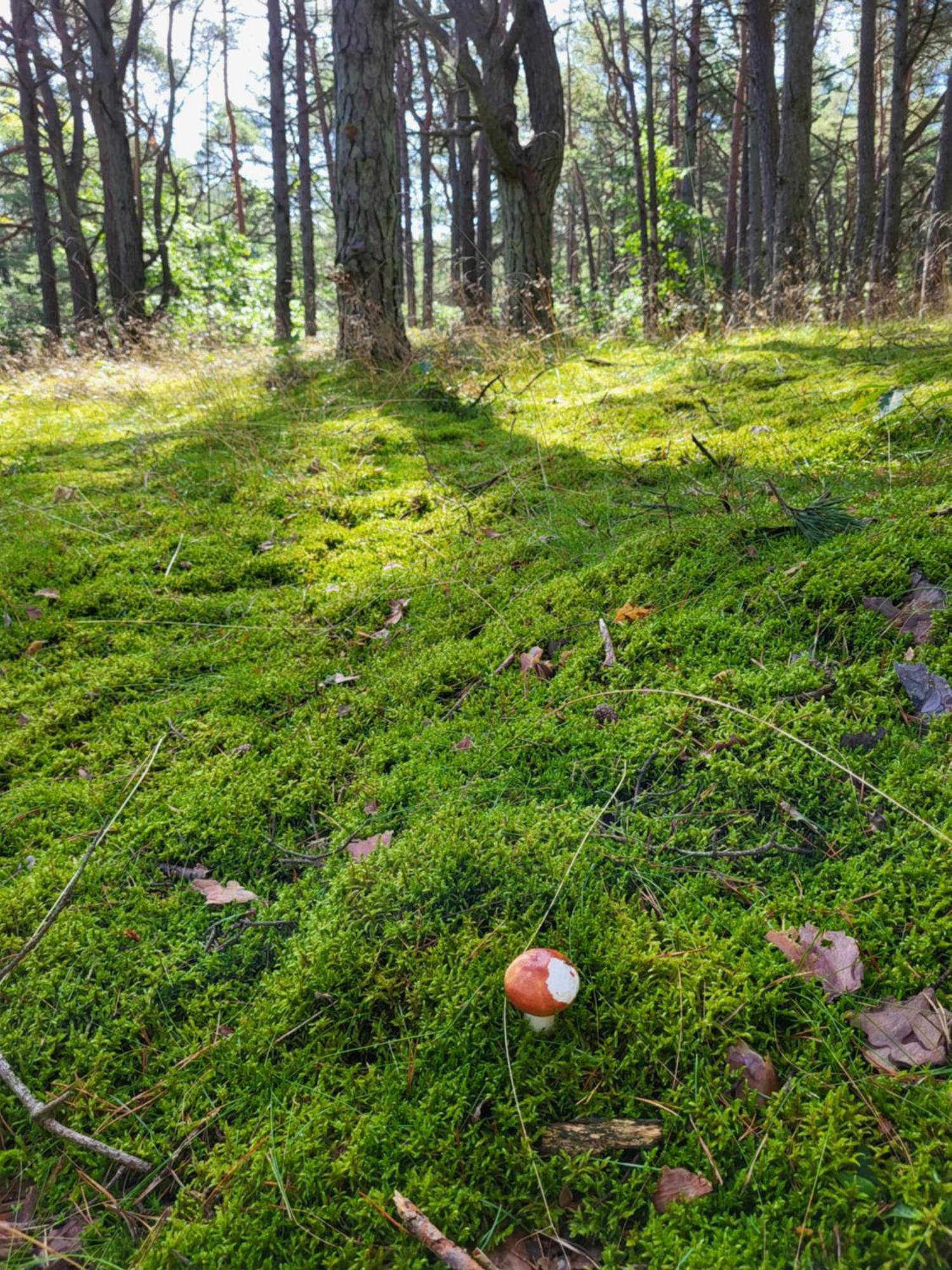 Apartamenty Promyk Wiselka Bagian luar foto